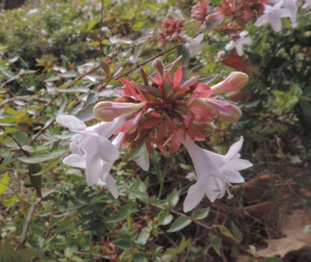 Abelia sp. (Caprifoliaceae) ...   da determinare